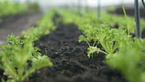 フリルレタスなどの若い苗が、黒々とした有機豊かな土壌に植えられている様子。複数の列が奥行きを持って並び、生命力あふれる緑と土のコントラストが強調されている。